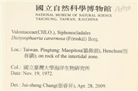 網球藻藏品圖，第2張