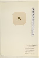 網球藻藏品圖，第3張