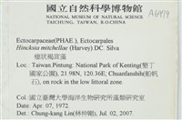 棲狀褐茸藻藏品圖，第2張