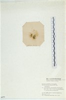 棲狀褐茸藻藏品圖，第3張