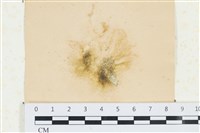 棲狀褐茸藻藏品圖，第1張