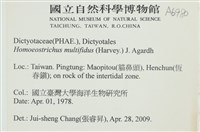 多扇藻藏品圖，第2張