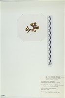 多扇藻藏品圖，第3張