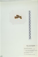 多扇藻藏品圖，第3張