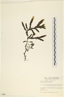 登錄號:A00007004藏品圖，第1張