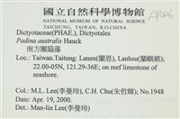 南方團扇藻藏品圖，第2張