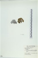 南方團扇藻藏品圖，第3張