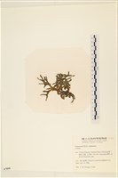 登錄號:A00007008藏品圖，第3張