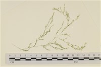 登錄號:A00007009藏品圖，第1張