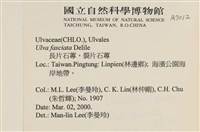 長片石蓴, 裂片石蓴藏品圖，第2張