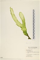 長片石蓴, 裂片石蓴藏品圖，第1張