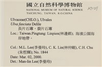 長片石蓴, 裂片石蓴藏品圖，第2張