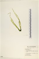 長片石蓴, 裂片石蓴藏品圖，第1張