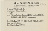 大石蓴, 石蓴藏品圖，第2張
