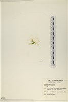 大石蓴, 石蓴藏品圖，第3張