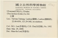 大石蓴, 石蓴藏品圖，第2張