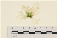 大石蓴, 石蓴藏品圖，第1張