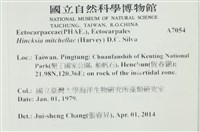 棲狀褐茸藻藏品圖，第2張