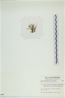 棲狀褐茸藻藏品圖，第3張