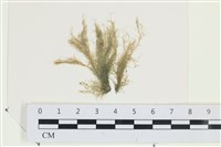 棲狀褐茸藻藏品圖，第1張