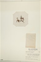 鹿角網地藻藏品圖，第3張