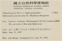 指枝藻藏品圖，第2張