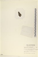指枝藻藏品圖，第3張
