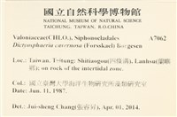 網球藻藏品圖，第2張