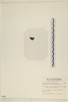 網球藻藏品圖，第3張
