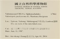 指枝藻藏品圖，第2張