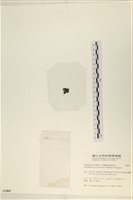 指枝藻藏品圖，第3張