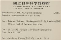 布氏藻藏品圖，第2張