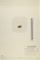 布氏藻藏品圖，第3張