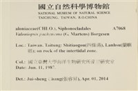 指枝藻藏品圖，第2張