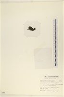 指枝藻藏品圖，第3張