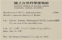 布氏藻藏品圖，第2張