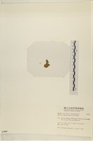 布氏藻藏品圖，第3張
