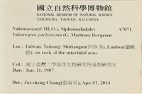 指枝藻藏品圖，第2張