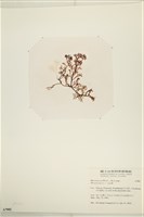 刺叉網地藻藏品圖，第3張