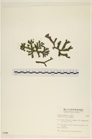 登錄號:A00007100藏品圖，第1張