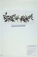 Accession Number:A00007113 Collection Image, Figure 3, Total 3 Figures