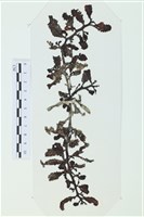 Accession Number:A00007113 Collection Image, Figure 1, Total 3 Figures