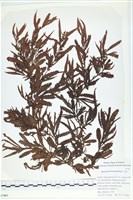 登錄號:A00007403藏品圖，第1張