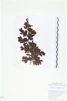 厚葉馬尾藻藏品圖，第1張