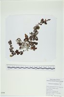 厚葉馬尾藻藏品圖，第1張