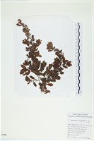 厚葉馬尾藻藏品圖，第1張