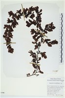 厚葉馬尾藻藏品圖，第1張