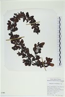 厚葉馬尾藻藏品圖，第1張
