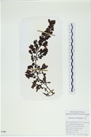厚葉馬尾藻藏品圖，第1張