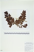 厚葉馬尾藻藏品圖，第1張